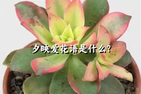 夕映爱花语是什么？