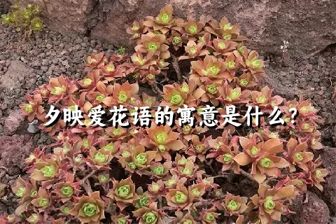 夕映爱花语的寓意是什么？