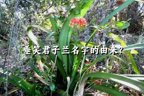 垂笑君子兰名字的由来？