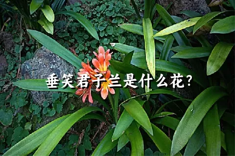 垂笑君子兰是什么花？