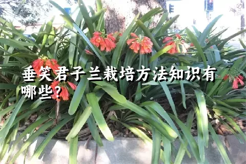 垂笑君子兰栽培方法知识有哪些？