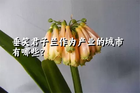 垂笑君子兰作为产业的城市有哪些？