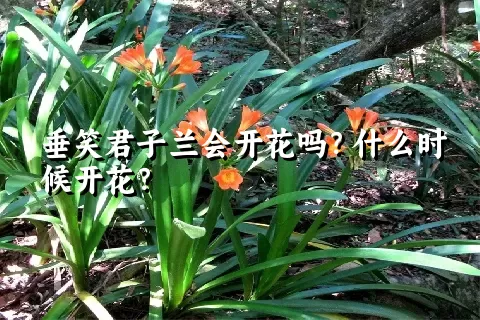 垂笑君子兰会开花吗？什么时候开花？