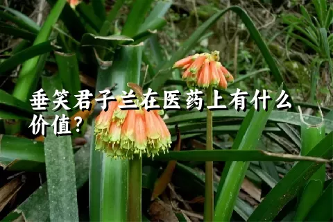 垂笑君子兰在医药上有什么价值？