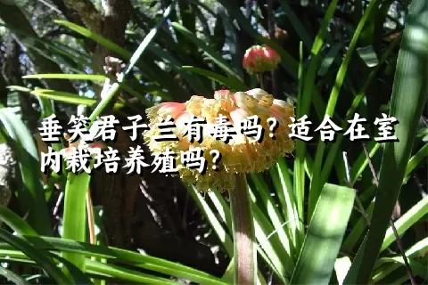 垂笑君子兰有毒吗？适合在室内栽培养殖吗？