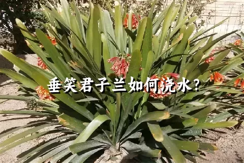 垂笑君子兰如何浇水？