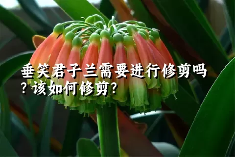 垂笑君子兰需要进行修剪吗？该如何修剪？