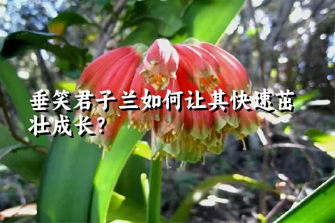 垂笑君子兰如何让其快速茁壮成长？