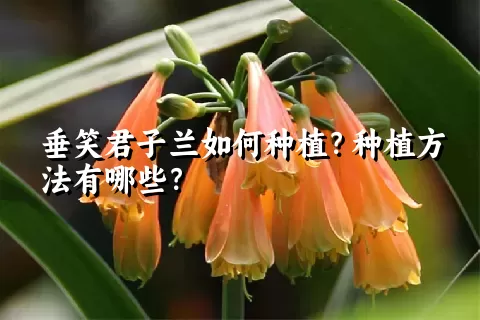 垂笑君子兰如何种植？种植方法有哪些？