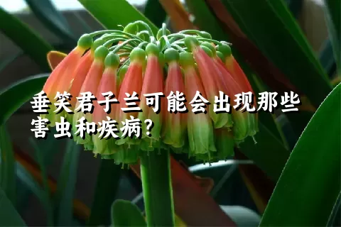 垂笑君子兰可能会出现那些害虫和疾病？