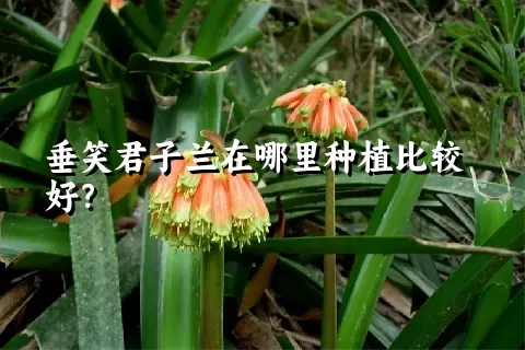 垂笑君子兰在哪里种植比较好？