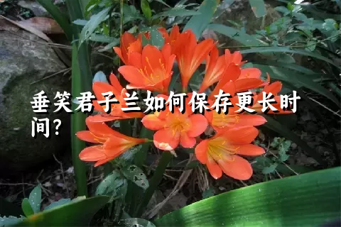 垂笑君子兰如何保存更长时间？