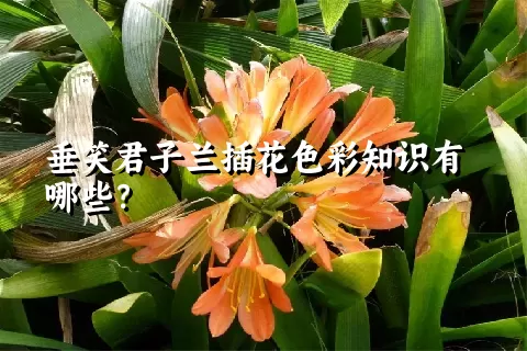 垂笑君子兰插花色彩知识有哪些？