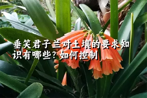 垂笑君子兰对土壤的要求知识有哪些？如何控制