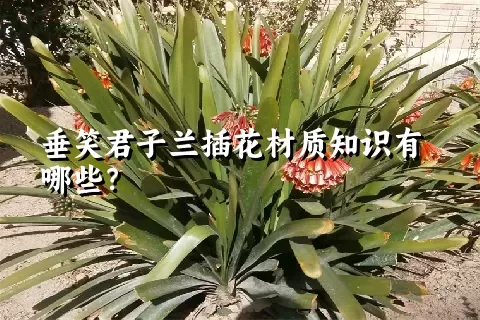 垂笑君子兰插花材质知识有哪些？