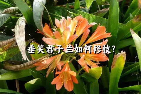 垂笑君子兰如何修枝？