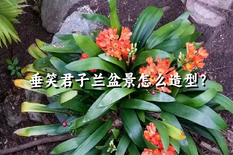 垂笑君子兰盆景怎么造型？