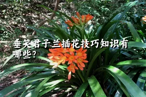 垂笑君子兰插花技巧知识有哪些？