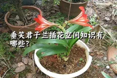 垂笑君子兰插花空间知识有哪些？