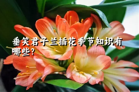 垂笑君子兰插花季节知识有哪些？