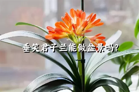 垂笑君子兰能做盆景吗？