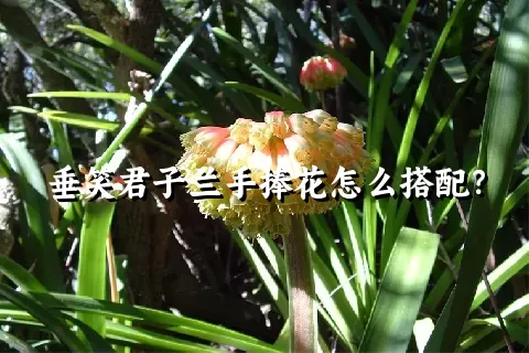 垂笑君子兰手捧花怎么搭配？