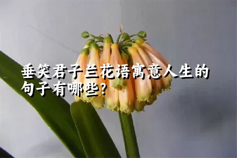 垂笑君子兰花语寓意人生的句子有哪些？