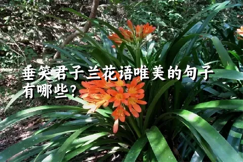 垂笑君子兰花语唯美的句子有哪些？