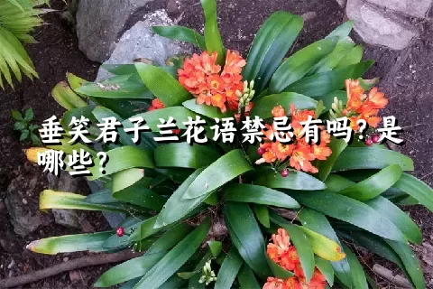 垂笑君子兰花语禁忌有吗？是哪些？