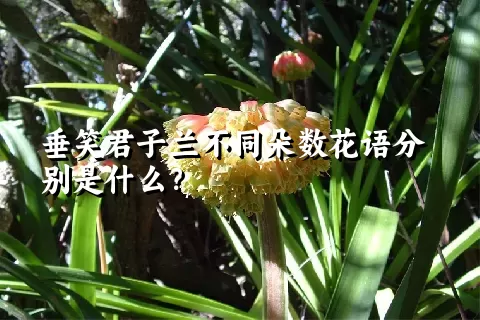 垂笑君子兰不同朵数花语分别是什么？