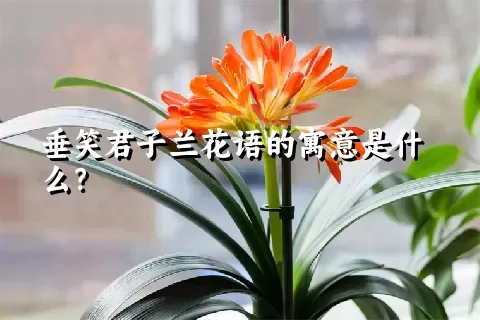 垂笑君子兰花语的寓意是什么？