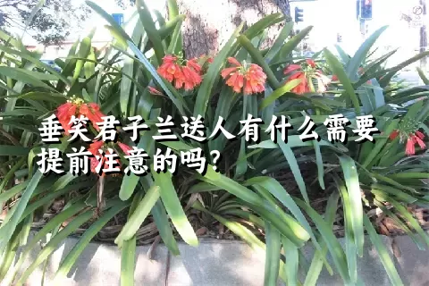 垂笑君子兰送人有什么需要提前注意的吗？