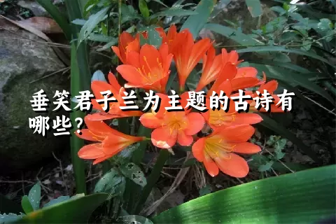 垂笑君子兰为主题的古诗有哪些？