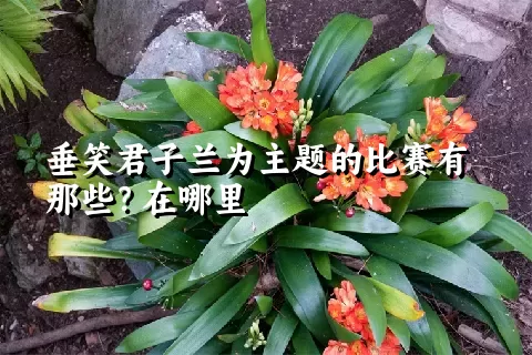 垂笑君子兰为主题的比赛有那些？在哪里