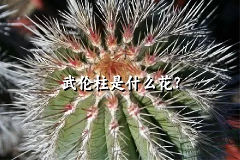 武伦柱是什么花？