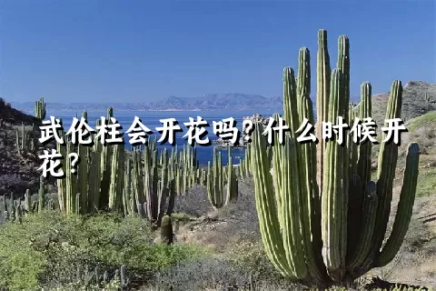 武伦柱会开花吗？什么时候开花？