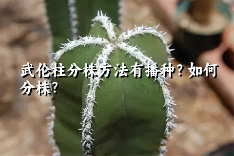 武伦柱分株方法有播种？如何分株？