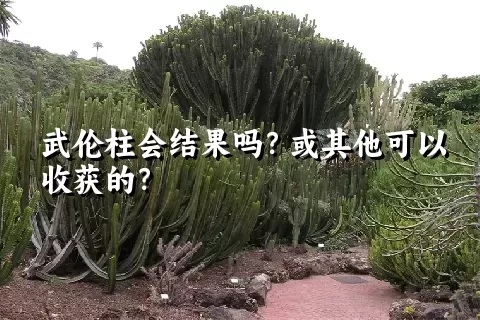 武伦柱会结果吗？或其他可以收获的？