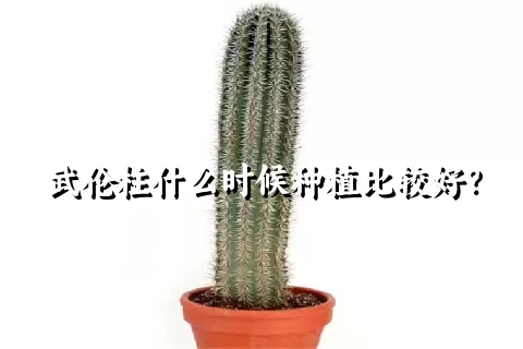 武伦柱什么时候种植比较好？