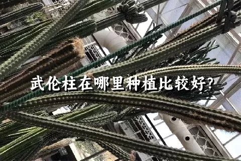 武伦柱在哪里种植比较好？