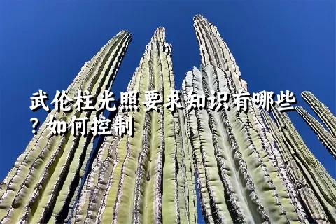 武伦柱光照要求知识有哪些？如何控制