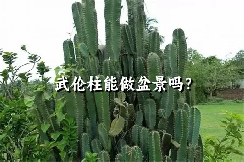 武伦柱能做盆景吗？