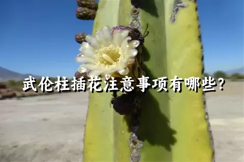 武伦柱插花注意事项有哪些？