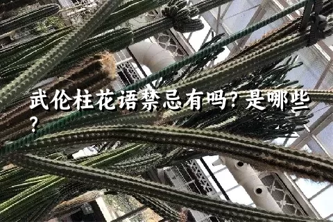 武伦柱花语禁忌有吗？是哪些？