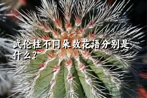 武伦柱不同朵数花语分别是什么？