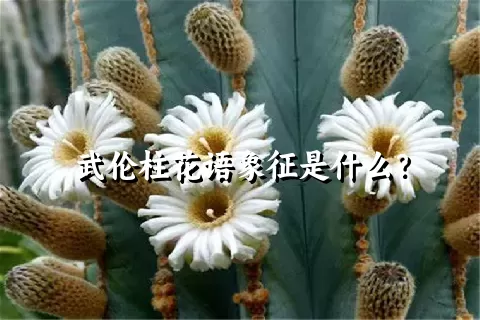 武伦柱花语象征是什么？