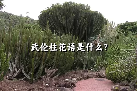 武伦柱花语是什么？