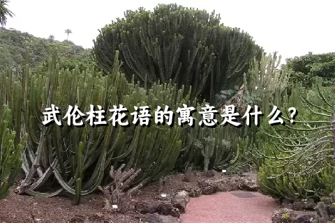 武伦柱花语的寓意是什么？