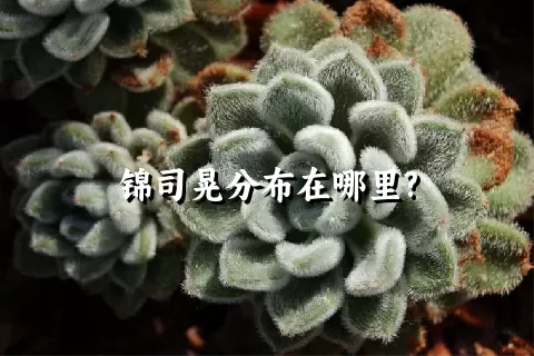 锦司晃分布在哪里?