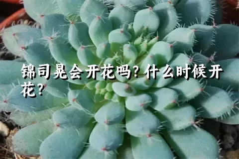 锦司晃会开花吗？什么时候开花？